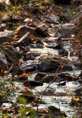 A small creek filled with rocks running down a slope in the fall.