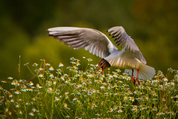 The black-headed gull (Chroicocephalus ridibundus) in flight