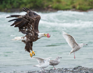 Bald Eagle with a piece of Salmon in Alaska