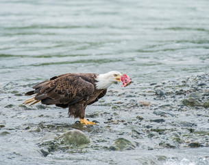 Bald Eagle with a piece of Salmon in Alaska