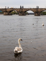Un cisne nadando en el río Moldova frente al puente de Carlos en Praga