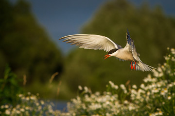 Common tern, Sterna hirundo, single bird in flight,