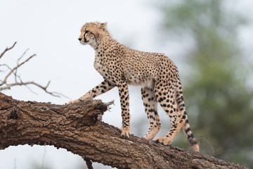 Cheetah in the wilderness of Africa, cheetah cub, cheetah mom