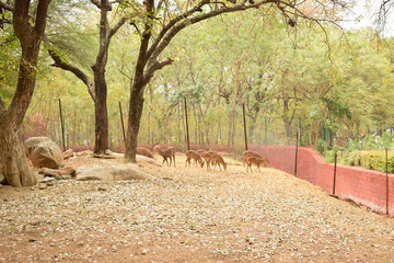 feeding Deer group in Jungle/zoo park