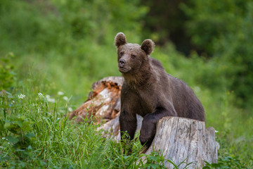 European Brown Bear, [Ursus arctos] Slovakia..