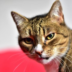 Katze mit liebem Blick