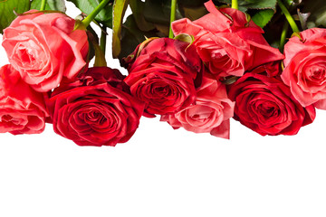 Beautiful fresh roses for the holiday. Isolate