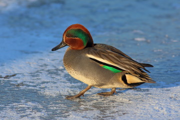 Duck Eurasian Teal or Common Teal (Anas crecca) male. Teal walks on the ice. Pond in a City Park at the end of Winter