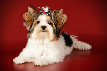 Biewer Yorkshire Terrier on colored backgrounds