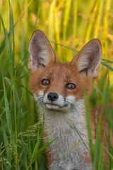 Naklejka premium Mammals - European Red Fox (Vulpes vulpes)
