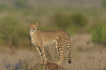 Cheetah in the wilderness of Africa, cheetah cub, cheetah mom - obrazy, fototapety, plakaty