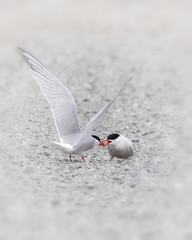 Male Common tern feeding female a fish in courtship behavior process