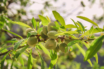 green almond fruits growing on almond tree in Mallorca, Spain