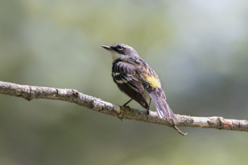 Naklejka na ściany i meble Horizontal close up of yellow-rumped warbler on tree branch