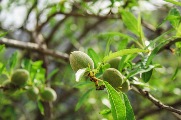 green almond fruits growing on almond tree in Mallorca, Spain