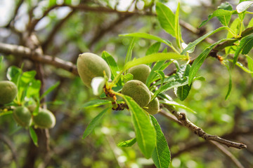 green almond fruits growing on almond tree in Mallorca, Spain