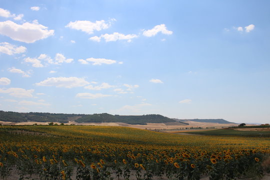 campo de girasoles con fondo de monta&ntilde;as y nuves en el cielo