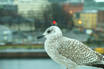 Seagull on opera house in Oslo, Norway,