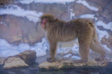 Snow monkey's (Japanese Macaque) at hot spring, Jigokudani Monkey Park, Nakano, Japan