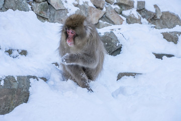 Snow monkey's (Japanese Macaque) at hot spring, Jigokudani Monkey Park, Nakano, Japan