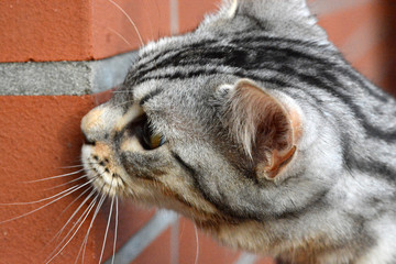 my beautiful Bengal cat