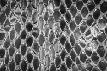 Shed snake skin scales in monochrome
