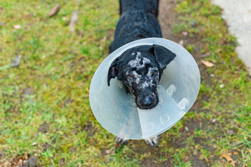 dog with skin problem wearing a face protector