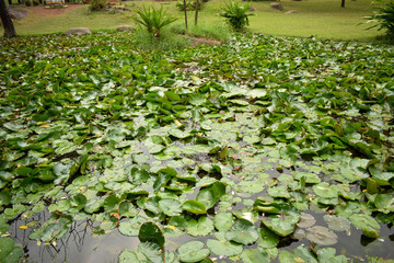 small lotus pond in park 