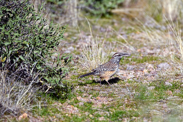 Desert Bird