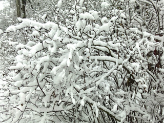 tree branches in the snow in winter