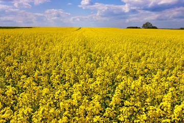 Obraz premium Blooming rapeseed plant with sky and clouds.