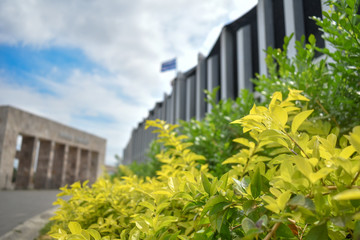 Bright vegetation with bokeh effect on sunny day in a park.