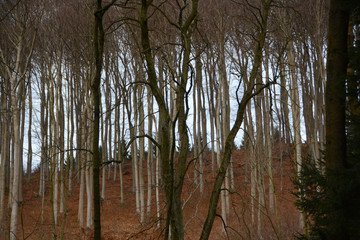 walking through the wood and fields near Hanover
