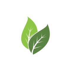 Green leaf icon, vector Illustration