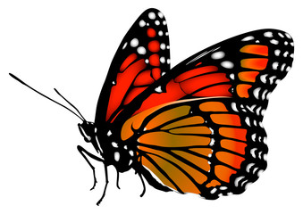 The danaida monarch butterfly is the most unusual traveler in nature. Vector graphics.