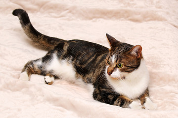 Fototapety na wymiar - Fototapeta24.pl