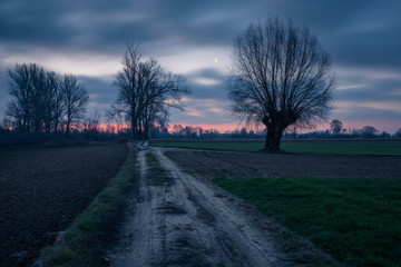 Road in the field and lonely willow growing at night near Konstancin-Jeziorna, Masovia, Poland