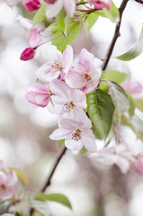 Fototapeta premium White flowers of the apple tree at the branch in spring