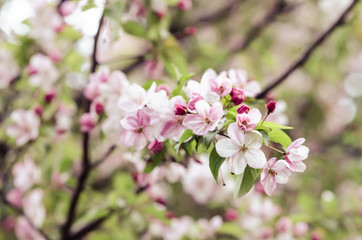 Blooming apple tree branch with white and pink flowers. Spring blooming trees close up.