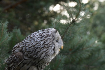 Owl stretching its head among the blue branches of a pine