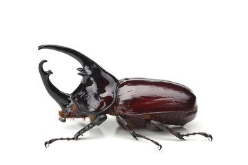 Male of rhinoceros beetle (Augosoma centaurus) isolated on white