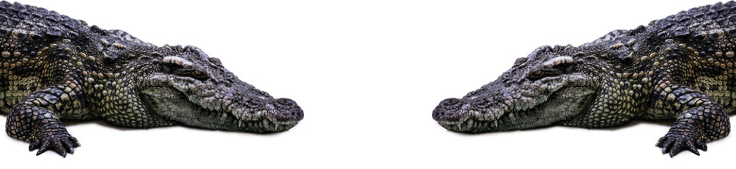 crocodile isolated on white