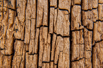 bark wall