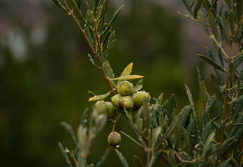 Fototapeta premium aceitunas