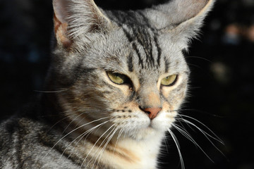 my beautiful Bengal cat