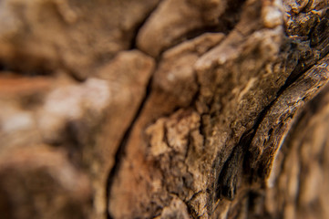 bark wood