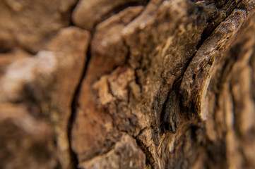 wood