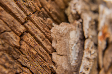 wood pattern