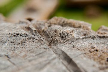 tree texture view