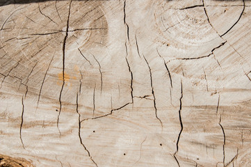 old wood texture